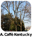 Albero del caffe del Kentuky